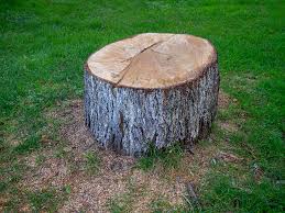 How Our Tree Care Process Works  in  Charlotte Hall, MD