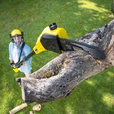 Best Lawn Maintenance Plans  in Charlotte Hall, MD