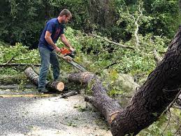 Best Lot and Land Clearing  in Charlotte Hall, MD