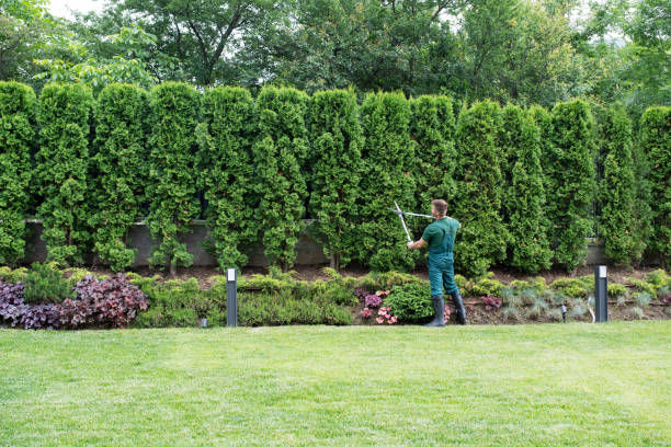 Best Tree Trimming and Pruning  in Charlotte Hall, MD