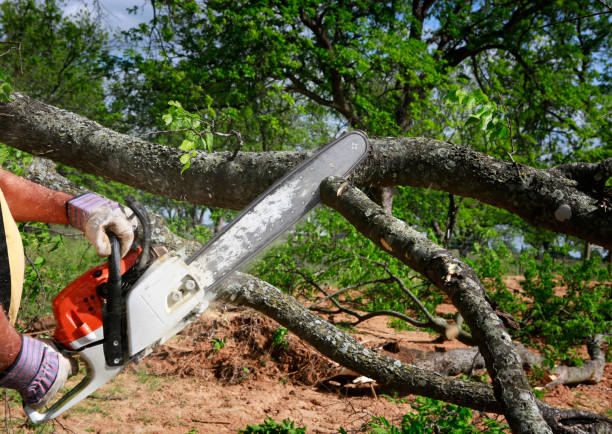 Best Tree Removal  in Charlotte Hall, MD