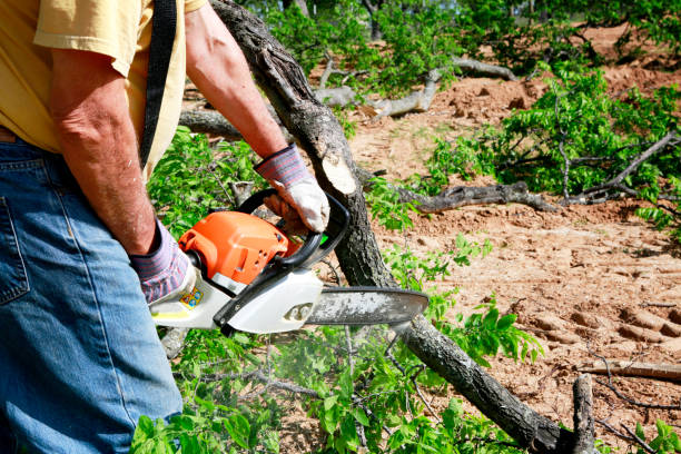Reliable Charlotte Hall, MD Tree Removal Solutions